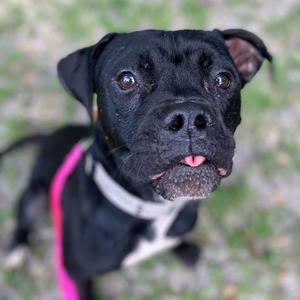 Kell, Mixed Breed (Medium), adult, available for adoption