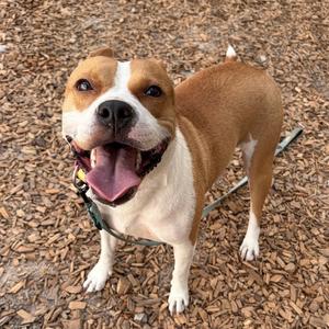 A smiling pit bull mix with brown and white fur stands on wood chips, panting with its tongue out.