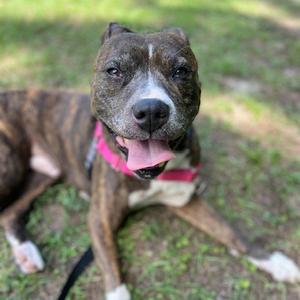 A brindle and white pitbull mix dog lying down on green grass with its tongue hanging out, wearing a pink collar.