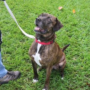 Doug, Mixed Breed (Large), adult, available for adoption