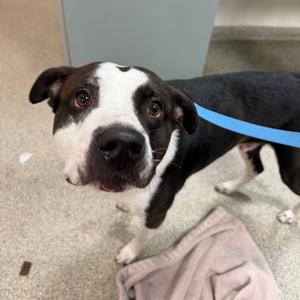 Dutch, Mixed Breed (Medium), adult, available for adoption
