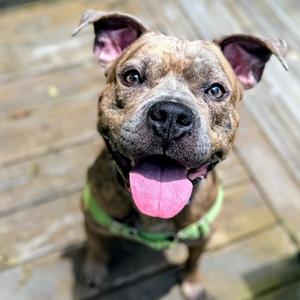 Jeff, Mixed Breed (Medium), adult, available for adoption