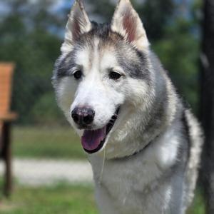 A close-up of a happy husky dog with a fluffy white and gray coat, standing outdoors with its mouth open and tongue out, looking directly at the camera.