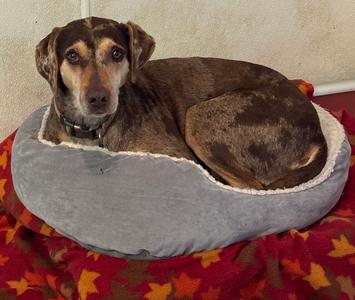 Lucy, Catahoula Leopard Dog, adult, available for adoption