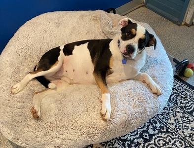 Pascal (aka Raven), Boxer / Pit Bull Terrier, adult, available for adoption