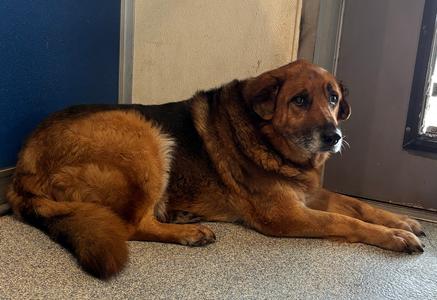 Zoey, German Shepherd Dog, senior, available for adoption