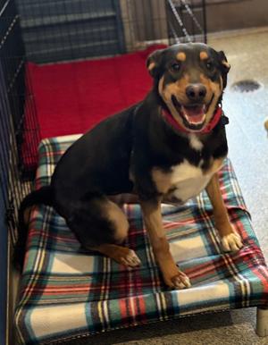 Gertie, Collie / Doberman Pinscher, adult, available for adoption