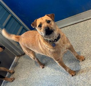Willie, Wheaten Terrier / Border Terrier, adult, available for adoption