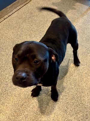 Gus, Pit Bull Terrier, adult, available for adoption