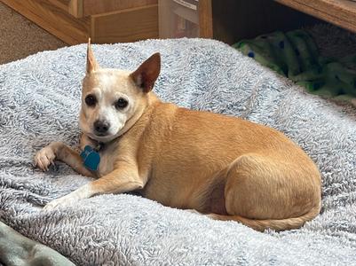 Winston, Chihuahua, senior, available for adoption