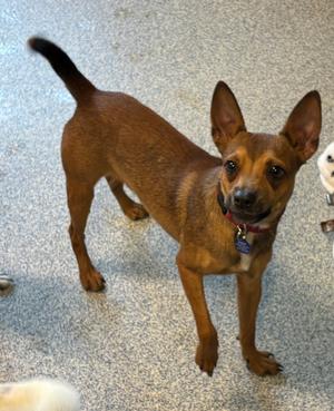 Banjo, Miniature Pinscher / Chihuahua, adult, available for adoption