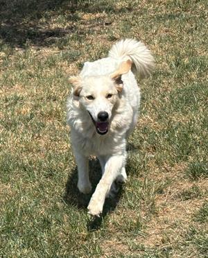 A white dog running on a grassy field