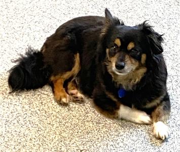 Bug, Chihuahua, adult, available for adoption