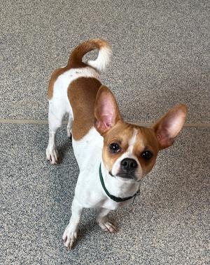 a small brown and white dog with large ears standing on a gray carpet