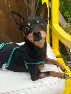 Mia, Miniature Pinscher, adult, available for adoption