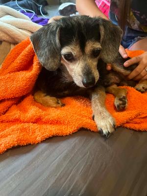 Dudley, Beagle / Chihuahua, senior, available for adoption