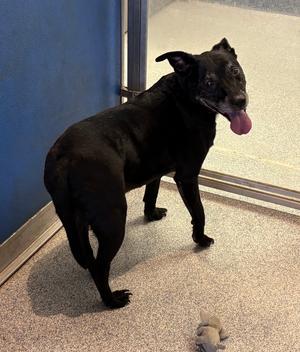 Finley, Labrador Retriever / Terriers (Medium), senior, available for adoption