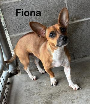 Fiona, Corgi / Terriers (Medium), adult, available for adoption