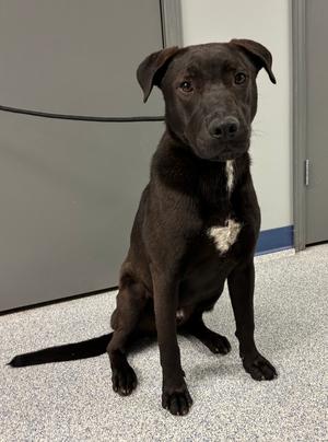 A black dog sitting on the floor.