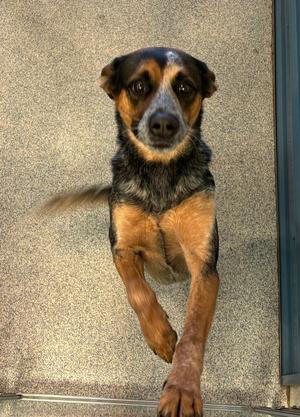 Ziggy (Brumby), Blue Heeler, adult, available for adoption