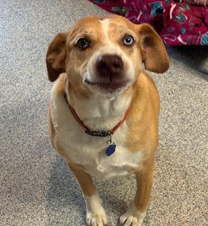 Rosco, Border Collie / Labrador Retriever, adult, available for adoption