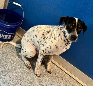 Poppy, Blue Heeler / Rat Terrier, adult, available for adoption
