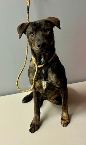 A dog sitting and looking at the camera. The dog is brown and black with a yellow leash.