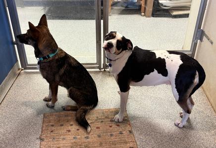 Weave, German Shepherd Dog / Terrier (Unknown Type, Medium), adult, available for adoption