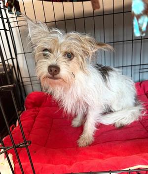 Bing, Yorkie, Yorkshire Terrie / Chihuahua, adult, available for adoption