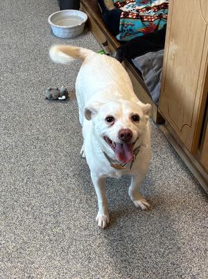 Bella, Terrier (Unknown Type, Medium), adult, available for adoption