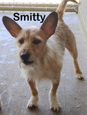 Smitty, Cairn Terrier / Norfolk Terrier, adult, available for adoption