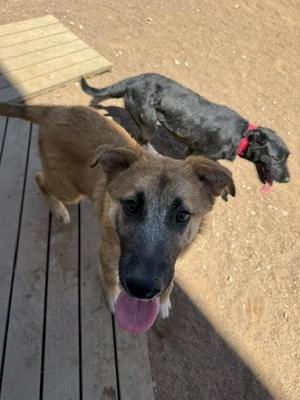 Holly, Mixed Breed, young, available for adoption