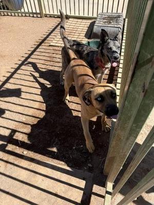 Joker, Mixed Breed, adult, available for adoption