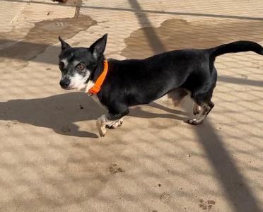 Gunther, Mixed Breed, adult, available for adoption