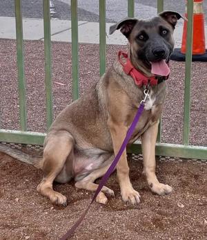 A brown and black dog with a red collar and a purple leash sitting on the ground in front of a green fence.