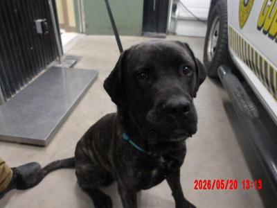 Goliath, Cane Corso, adult, available for adoption