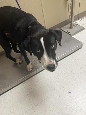 Fina, Labrador Retriever, adult, available for adoption
