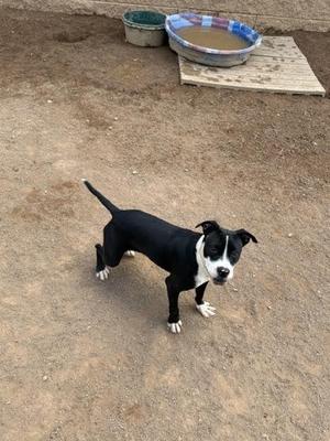 black and white dog standing on dirt