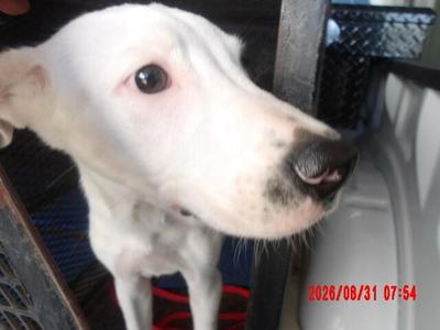 Bolt, Mixed Breed, young, available for adoption