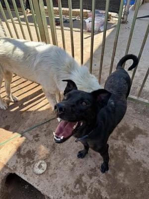 Max, Mixed Breed, adult, available for adoption