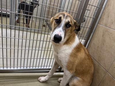 Bearbear, Mixed Breed, adult, available for adoption