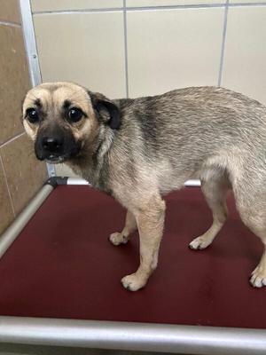 Paola, Pug, adult, available for adoption