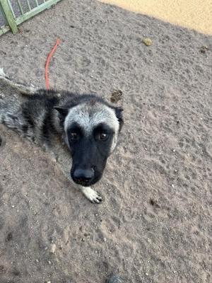 A black and white dog with a red leash lying on a sandy surface.