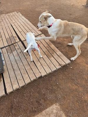 two dogs playing on a wooden platform