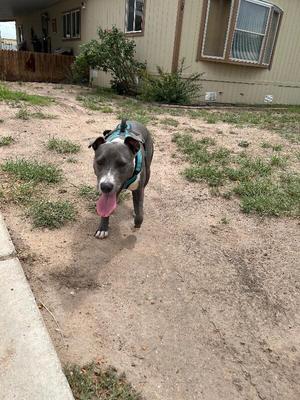 a dog walking on a dirt path with its tongue out