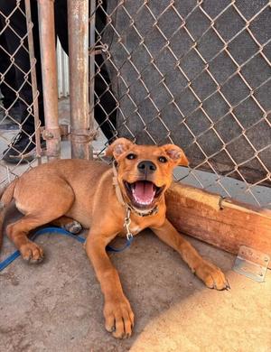 Gracie, Mixed Breed, young, available for adoption