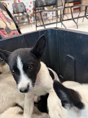 Chaps, Mixed Breed, young, available for adoption