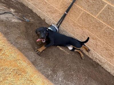 A black and tan puppy with its tongue out, lying down in the dirt next to a brick wall.