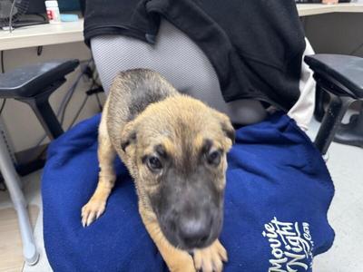 Meredith Grey, Mixed Breed, young, available for adoption