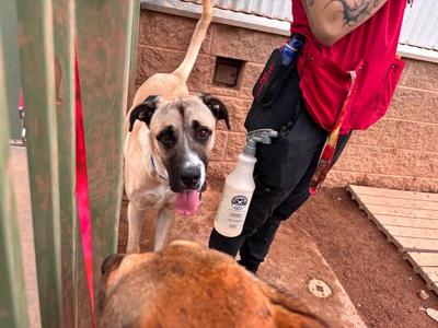 Great Bambino, Mixed Breed, adult, available for adoption